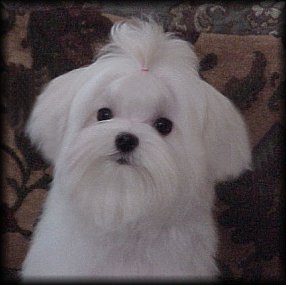 This puppy is NOT available!!!  Just an example of the puppies here at Rhapsody!!
