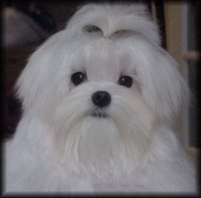 This puppy is NOT available!!!  Just an example of the puppies here at Rhapsody!!
